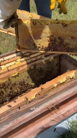 Yığılca kestane balı video 2